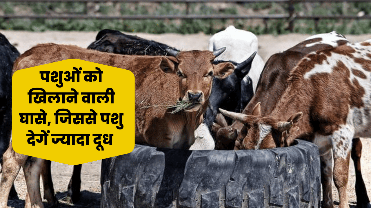 Grass feeds animal : पशुपालक किसान अपने पशुओं को खिलाये यह घास, पशु देगें  ज्यादा दूध