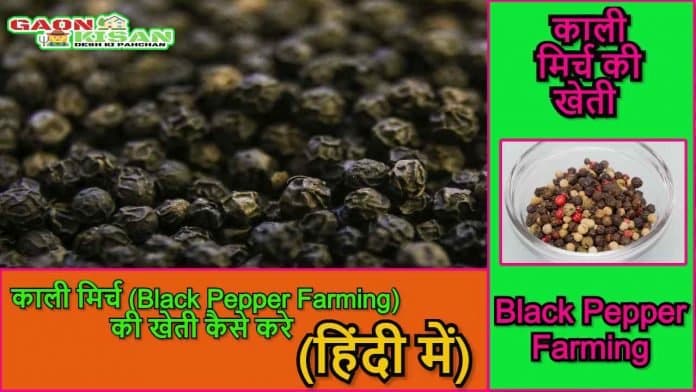 black pepper farming