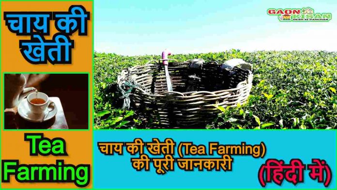 tea farming