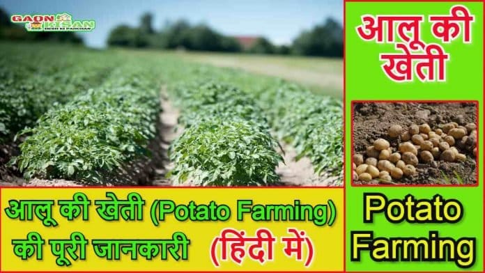 Potato Farming
