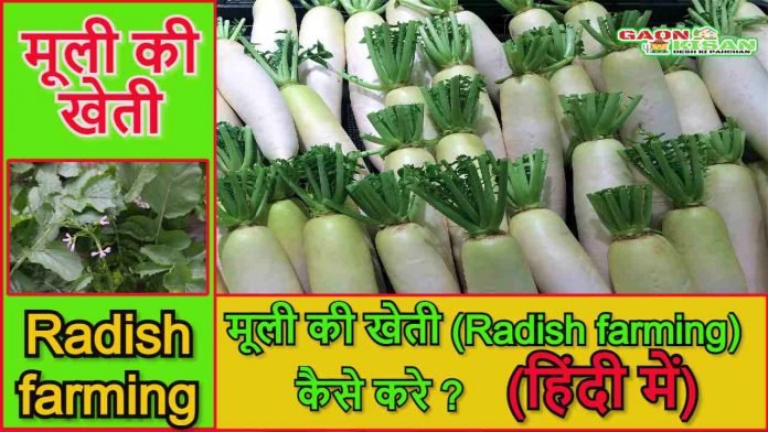 radish farming