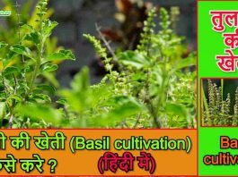 Basil cultivation in Hindi
