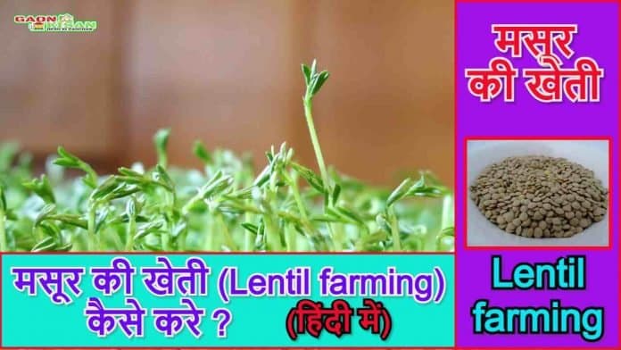 Lentil farming