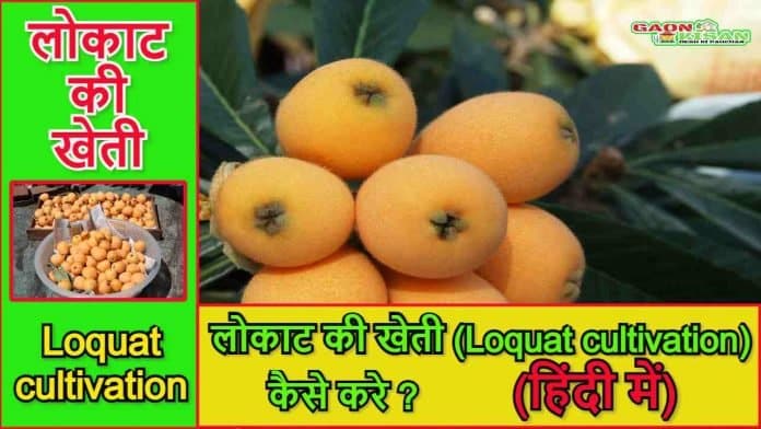 Loquat cultivation in Hindi