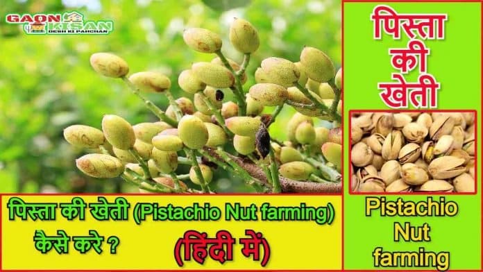 Pistachio Nut farming