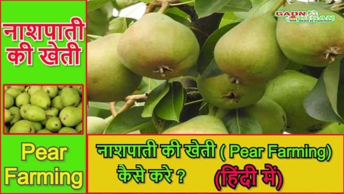 pear farming