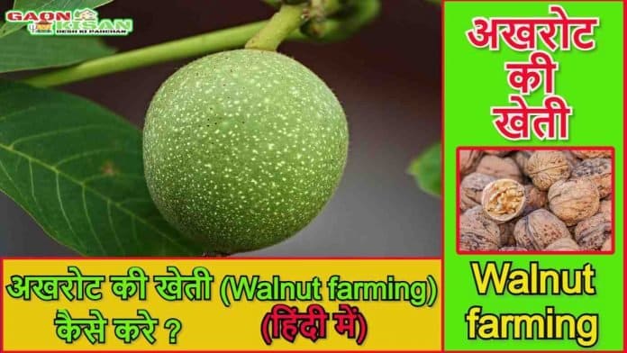 walnut farming