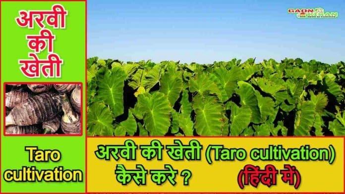 Taro cultivation in india