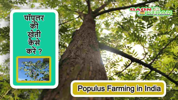 Populus Farming in India