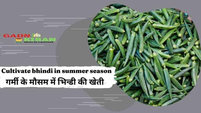 Cultivate bhindi in summer season