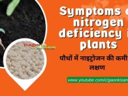 nitrogen deficiency in plants