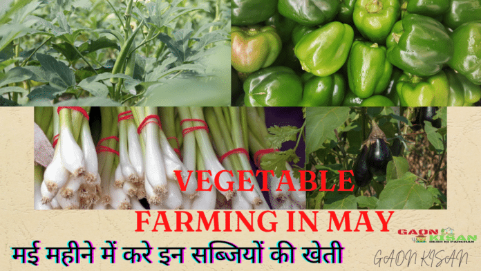 VEGETABLE FARMING IN MAY
