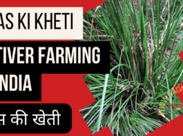 Vetiver farming in India