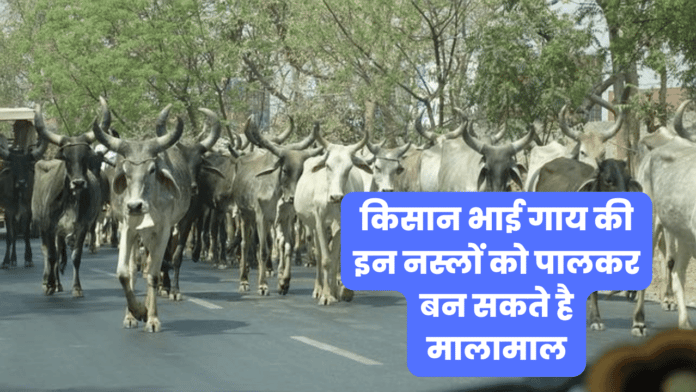 Cow farming in India