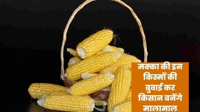 improved varieties of maize