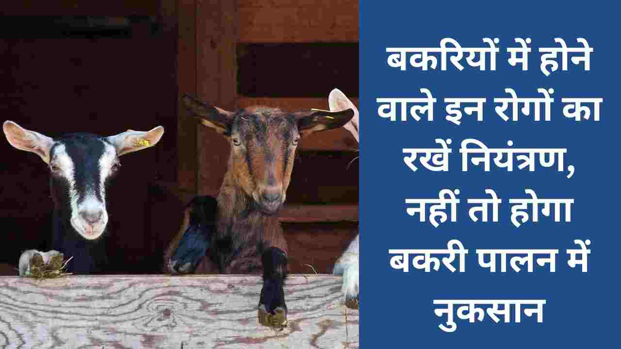 Major diseases of goats
