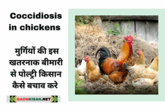 Coccidiosis in chickens