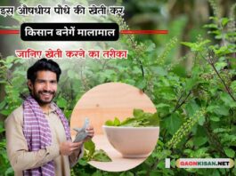 cultivating the medicinal plant Tulsi